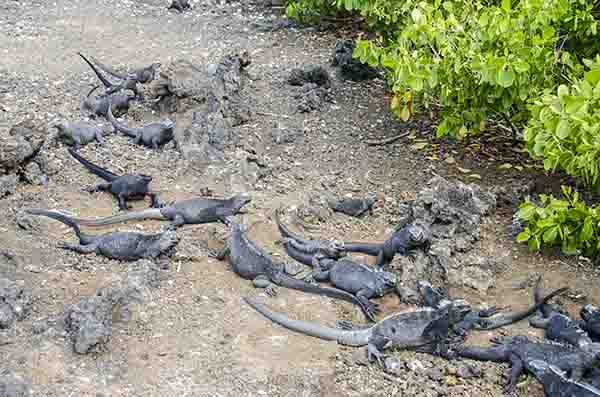 Iguana Marina - islote Las Tintoreras - islas Galápagos - Ecuador 1.jpg